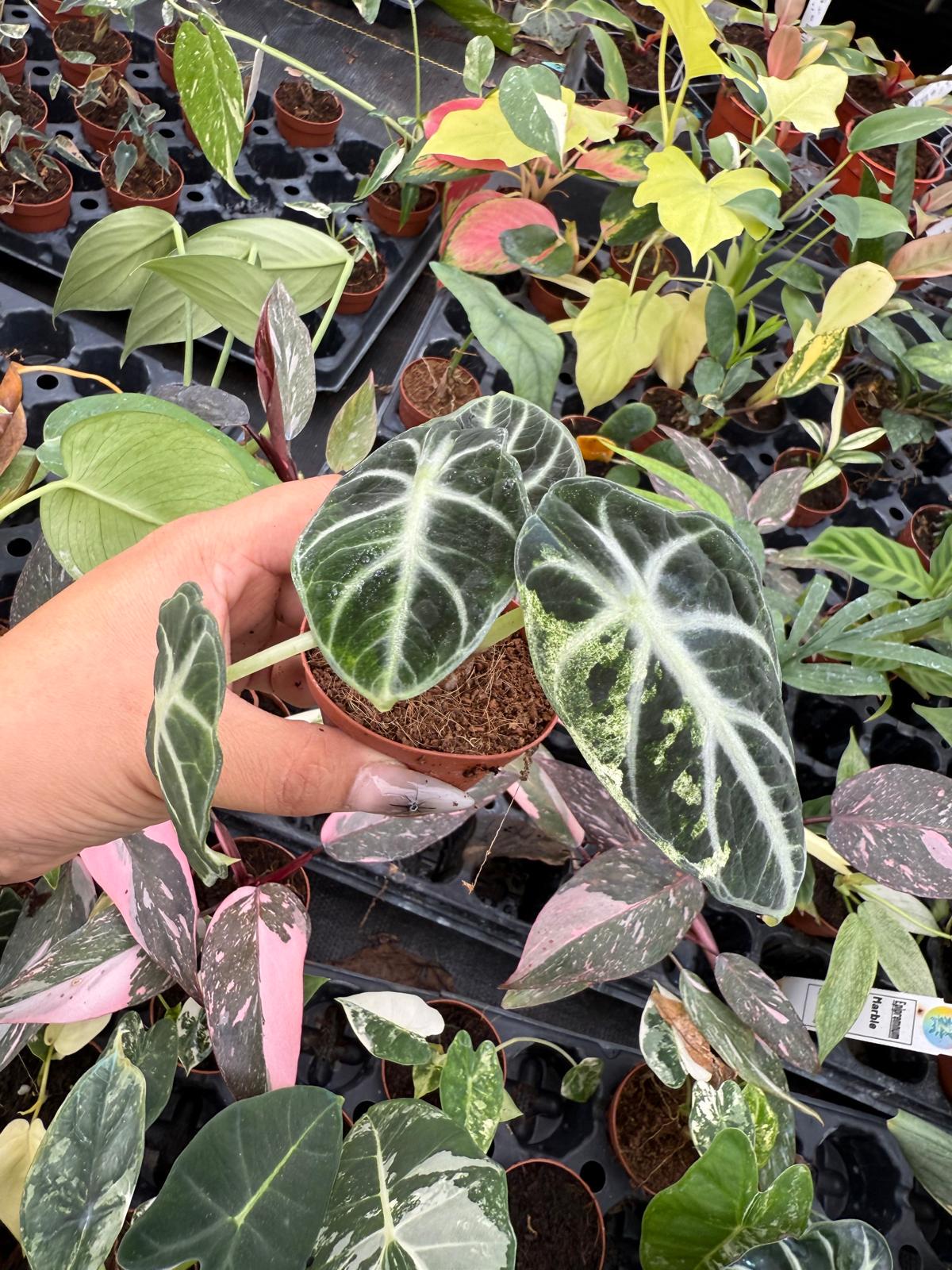 Alocasia Ninja Variegated | Rare Aroid | High-Contrast White Variegation | Collector Alocasia | Live Tropical Houseplant